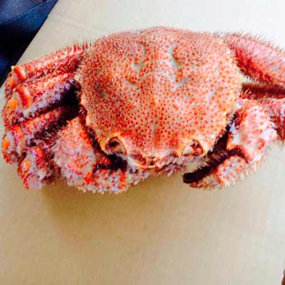 краб волосатик