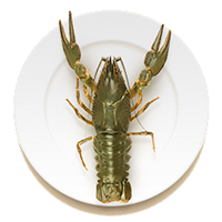 раки крупные в Сочи