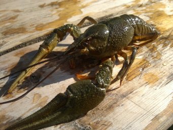 Раки в Адлере- где заказать Раки в Адлере- где заказать