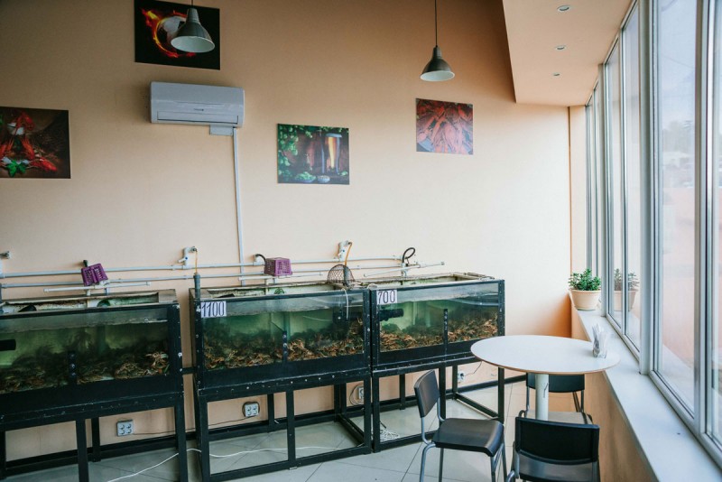 Раки Сочи доставка